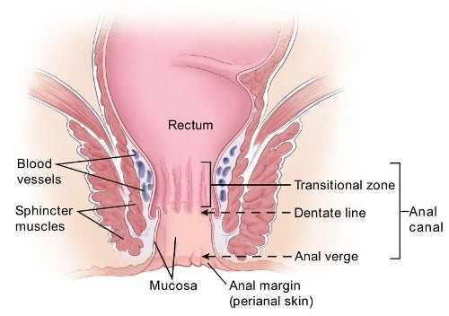 diagram showing anal structure including the anal canal, rectum, blood vessels, sphincter muscles, mucosa and anal margin