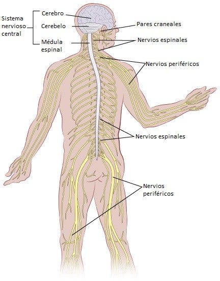 Brain Spanish.jpg