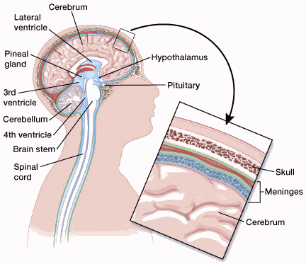 illustration showing parts of the brain and spinal cord including cerebrum, lateral ventricle, pineal gland, 3rd ventricle, cerebellum, 4th ventricle, brain stem, spinal cord, hypothalamus and pituitary (there is also a close up cross section showing the skull, meninges, cerebrum)