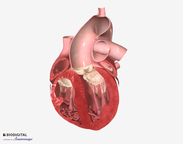 Preview of a 3D animation showing the circulatorysystem