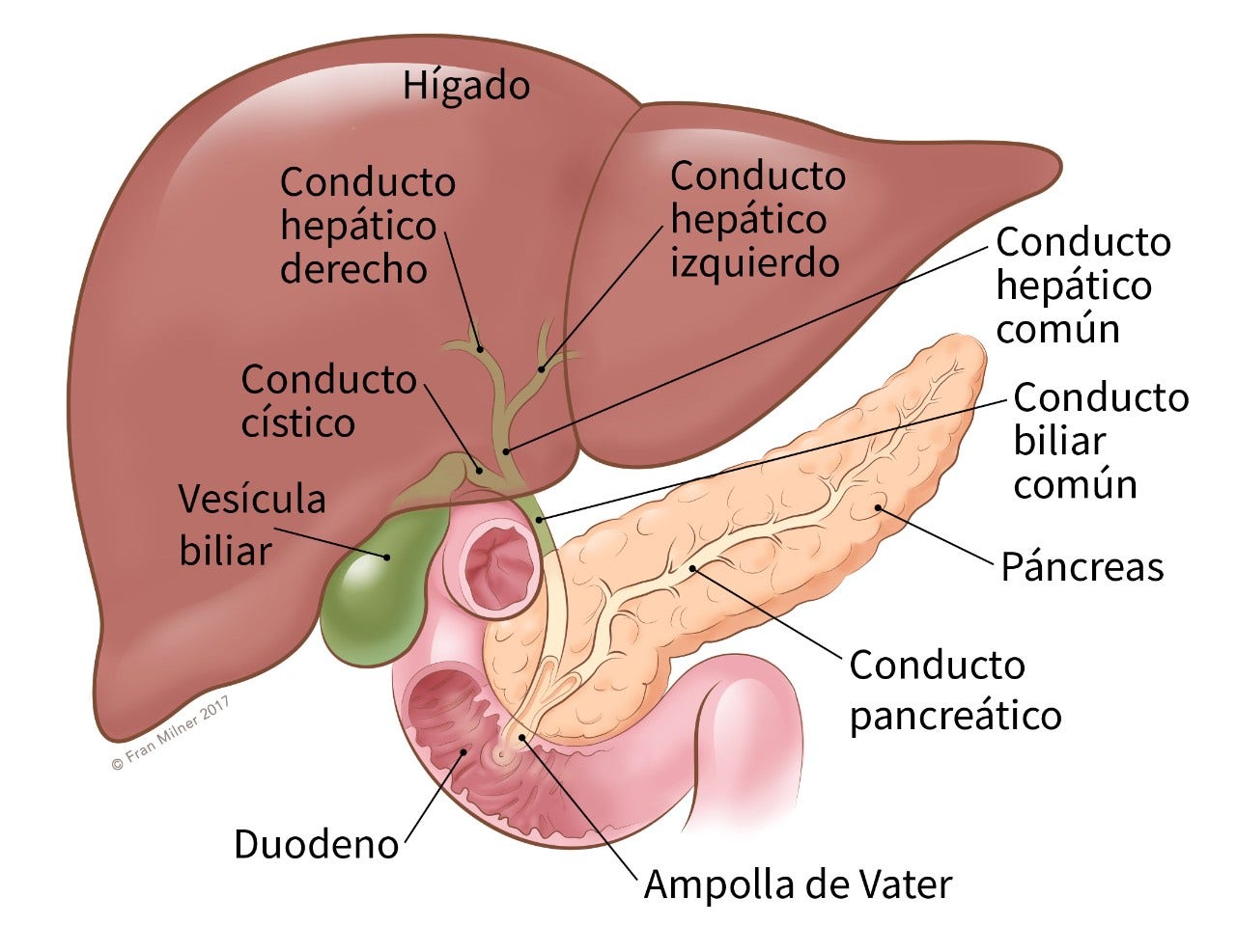 illustration showing the location of the common bile duct, liver, pancreas, pancreatic duct, ampula of vater, duodenum, gallbladder, cystic duct, right hepatic duct, left hepatic duct and common hepatic duct