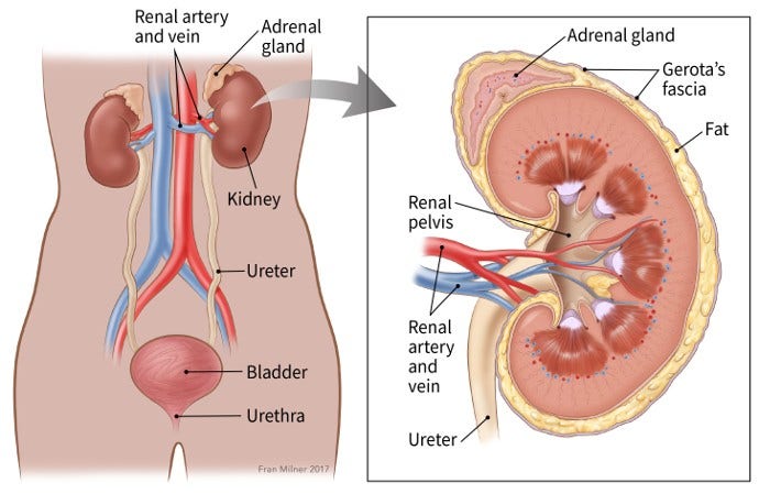 Flank pain child PI - UpToDate