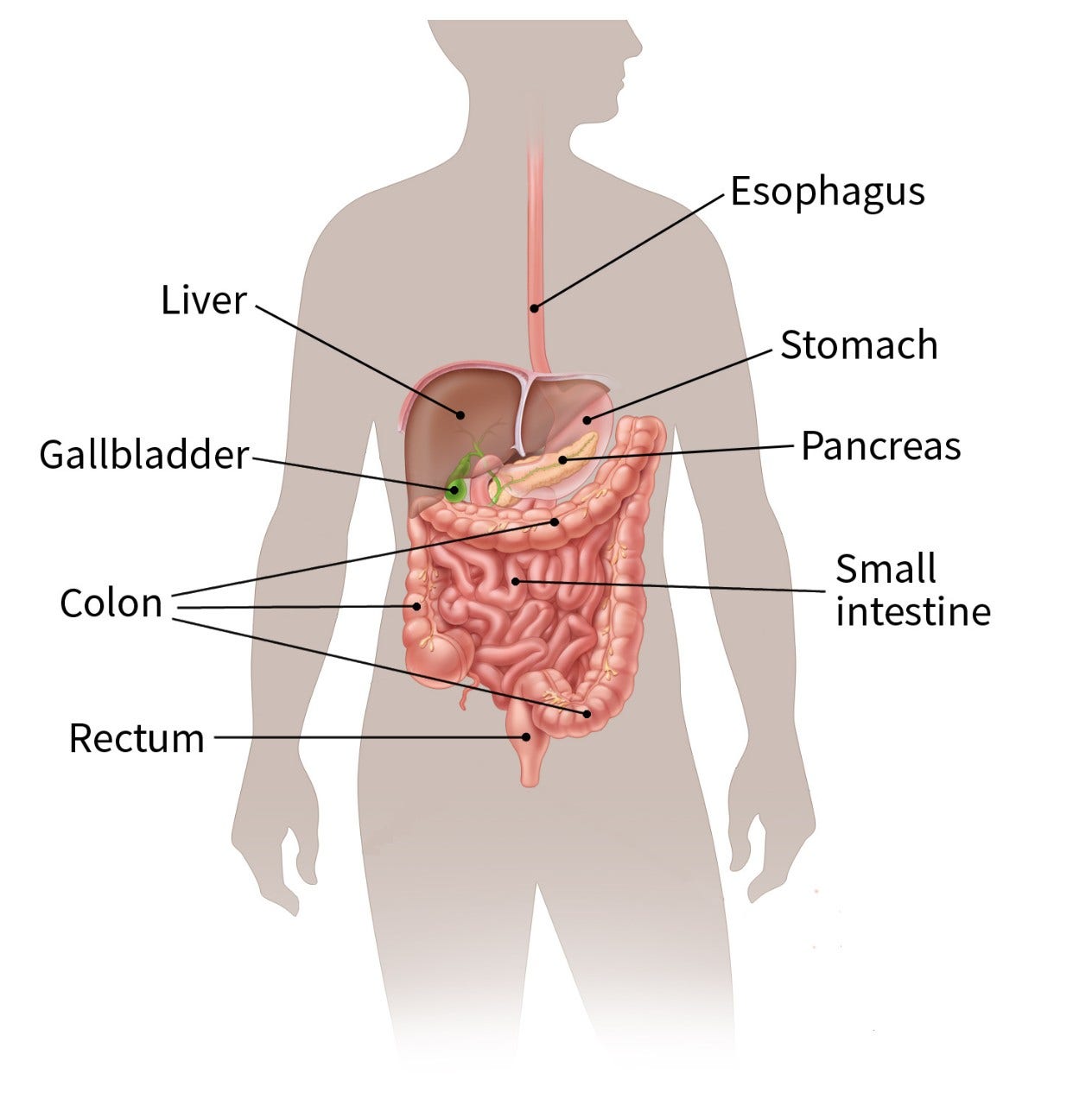 color illustration of the digestive system which shows the location of the esophagus, stomach, pancreas, rectum, colon, small intestine, gallbladder and liver