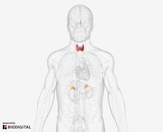 Preview of a 3D animation showing the endocrine system