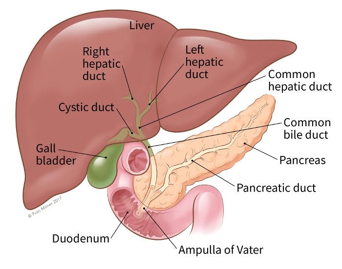 illustration showing the location of the common bile duct, liver, pancreas, pancreatic duct, ampula of vater, duodenum, gallbladder, cystic duct, right hepatic duct, left hepatic duct and common hepatic duct