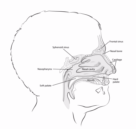 illustration showing a side view of the head with the location of the nasal cavity in relation to the mouth, hard palate, nasal bone, cartilage, frontal sinus, sphenoid sinus, nasopharynx and soft palate