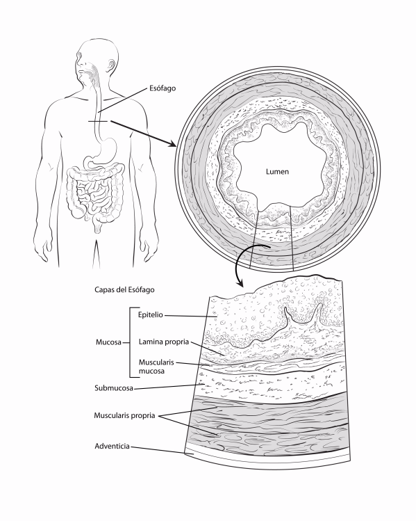 esophagus-wall-spanish-2.gif