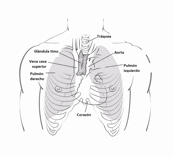 thymus-spanish.gif