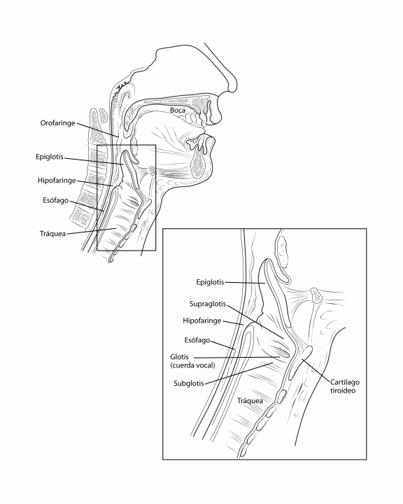 larynx-spanish.gif