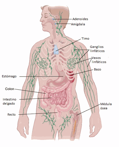 lymphatics-spanish.gif