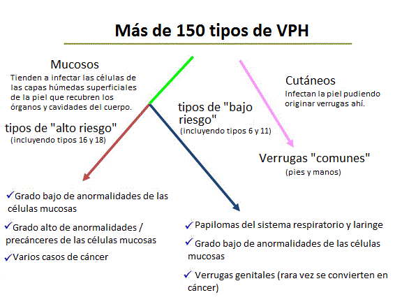 Diagrama que muestra los tipos de VPH por categoría.