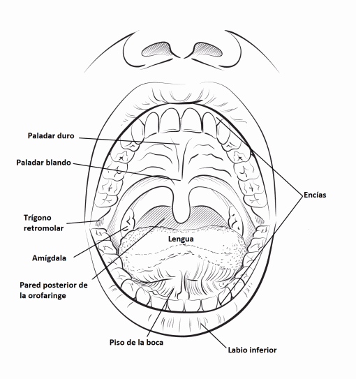 oropharynx-spanish.gif