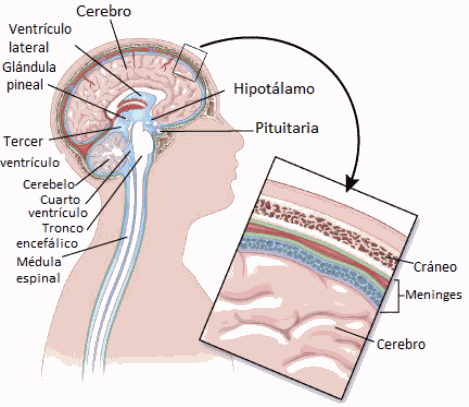 illustration showing parts of the brain and spinal cord including cerebrum, lateral ventricle, pineal gland, 3rd ventricle, cerebellum, 4th ventricle, brain stem, spinal cord, hypothalamus and pituitary (there is also a close up cross section showing the skull, meninges, cerebrum)