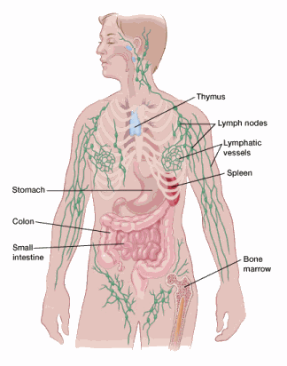 color diagram showing the lymphatic system in the human body (location of lymph nodes, lymphatic vessels)/also shows the location of the thymus, spleen, bone marrow, stomach, colon and small intestine
