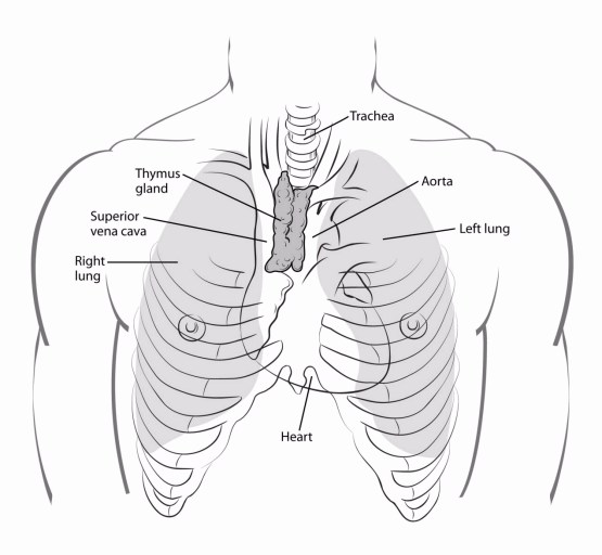 illustration showing the thymus gland in relation to the trachea, superior vena cava, right and left lungs and aorta