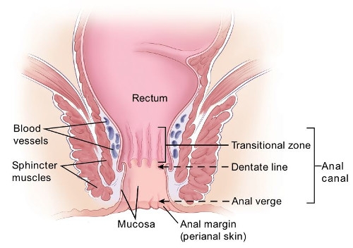 diagram showing anal structure including the anal canal, rectum, blood vessels, sphincter muscles, mucosa and anal margin