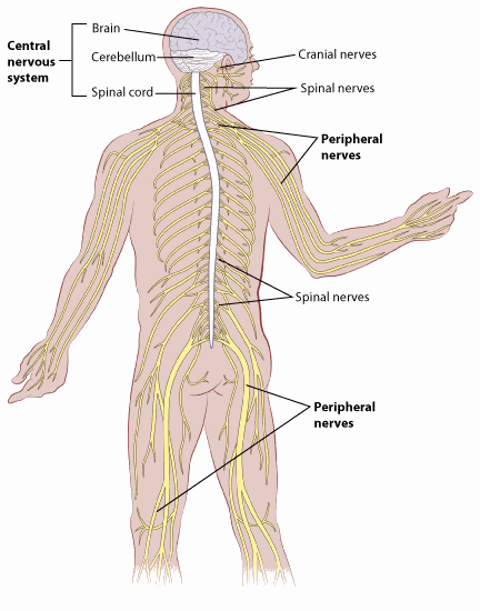illustration showing the location of the cranial nerves, spinal nerves, peripheral nerves and central nervous system (brain, cerebellum, spinal cord)