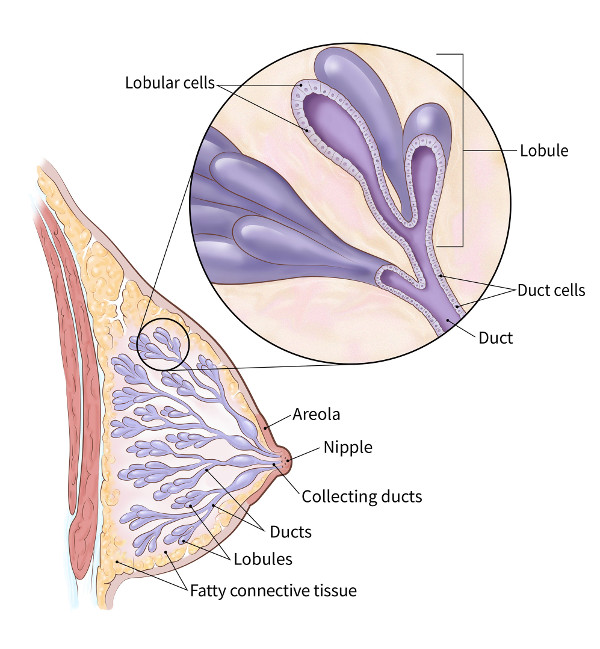 color illustration showing the structure of the breast (including location of areola, nipple, collecting ducts, ducts, lobules, fatty connective tissue, duct cells and lobular cells)