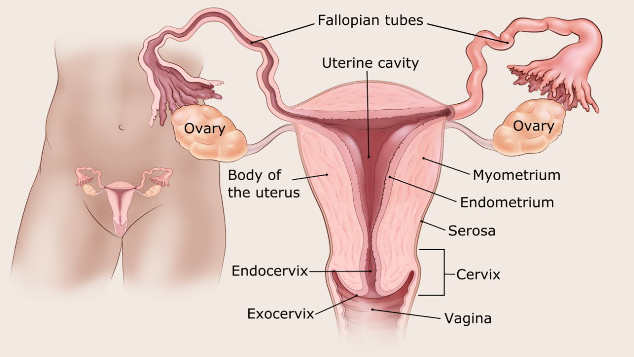 illustration showing the female reproductive organs including location of uterine cavity, endometrium, myometrium, serosa, fallopian tubes, ovaries, body of the uterus, endocervix, exocervix, cervix and vagina