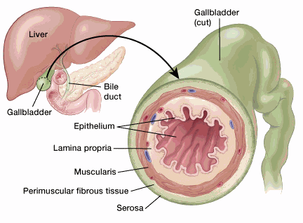illustration showing a detailed cross section of the gallbladder including the epithelium, lamina propria, muscularis, perimuscular fibrous tissue and serosa