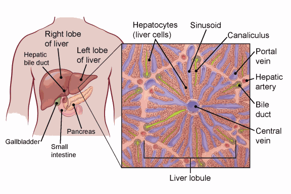 illustration showing the right and left lobes of the liver in relation to the hepatic bile duct, pancreas, gallbladder and small intestine with a detailed view of liver lobule, hepacytes (liver cells), sinusoid, canaliculus, portal vein, hepatic artery, bile duct and central vein