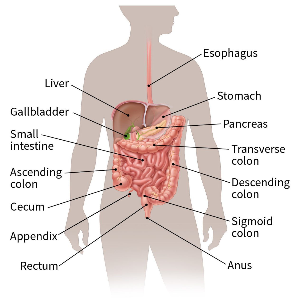 color illustration of the digestive system which shows the location of the esophagus, stomach, pancreas, transverse colon, descending colon, sigmoid colon, anus, rectum, appendix, cecum, ascending colon, small intestine, gallbladder and liver