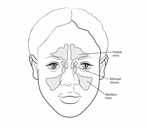 illustration of the front view of the head showing the frontal sinus, ethmoid sinuses and maxillary sinus