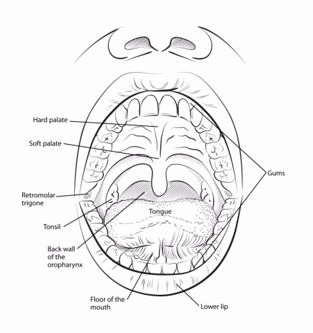 illustration showing location of the back wall of the oropharynx, floor of the mouth, lower lip, gums, tonsil, retromolar trigone, soft palate, hard palate
