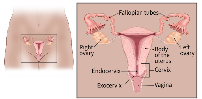 illustration showing the fallopian tubes, ovaries, body of uterus, vagina, exocervix, cervix and endocervix