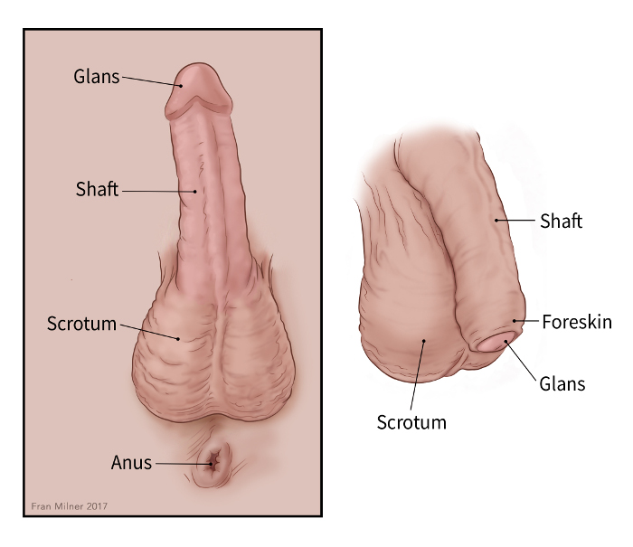 two illustrations of the penis showing the glans, foreskin, shaft, scrotum, anus