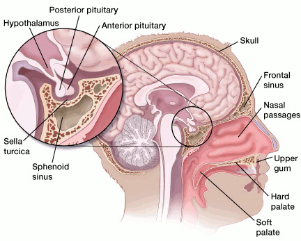 illustration showing the location of the pituitary and includes a detail of the posterior and anterior pituitary in relation to the hypothalamus, sella turcica and sphenoid sinus