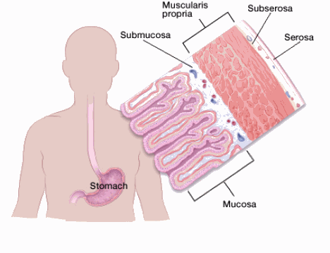 иллюстрация, показывающая желудок с подробным поперечным сечением его слоев: слизистой оболочки, подслизистой оболочки, собственной мускулатуры, подсерозной и серозной
