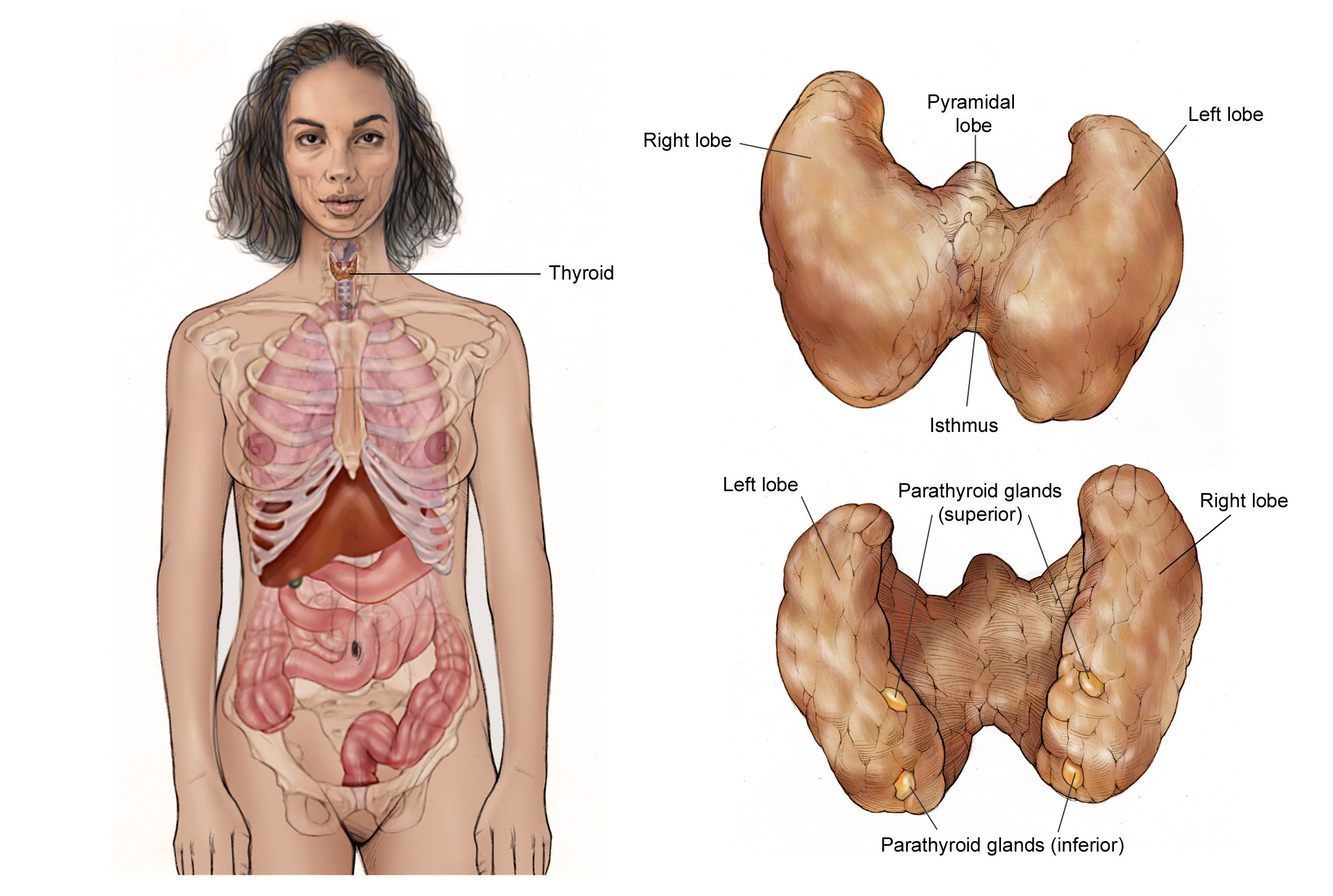 Illustration showing the parts of the thyroid gland (right lobe, isthmus, left lobe) in relation to the thyroid cartilage and trachea