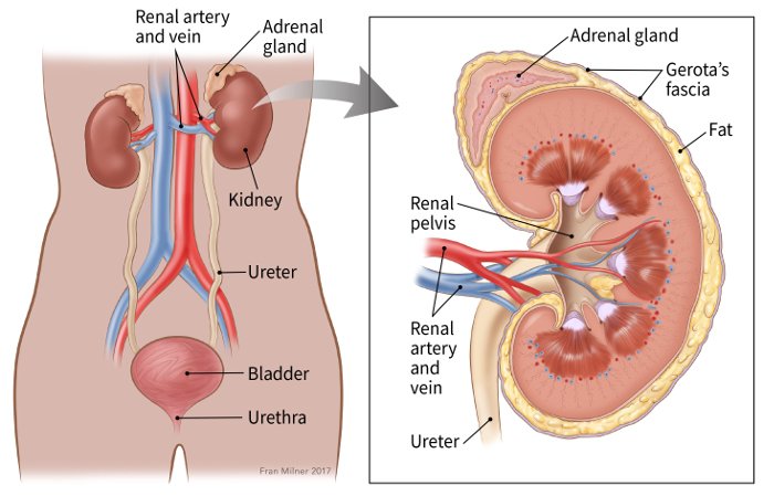 illustration showing the kidneys in relation to the renal artery and vein, adrenal gland, ureter, bladder and urethra with a window showing greater detail including adrenal gland, gerota's fascia, renal pelvis, renal artery and vein, ureter and fat