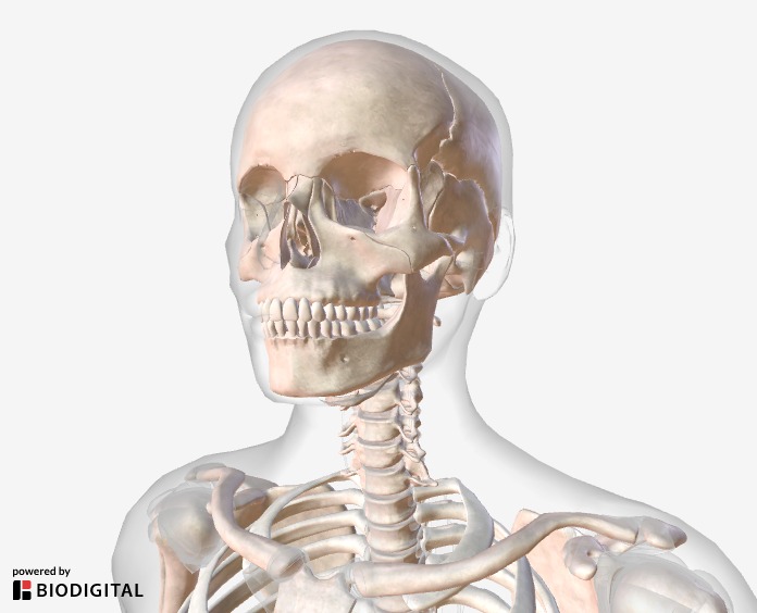 Preview of a 3D animation showing the skeletal system