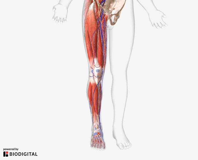 Preview of a 3D animation of soft tissues in the leg.