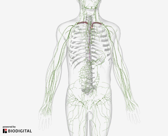 Preview of a 3D animation showing the lymphatic system