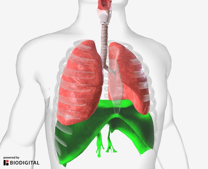 Preview of a 3D animation showing the organs of the respiratory system