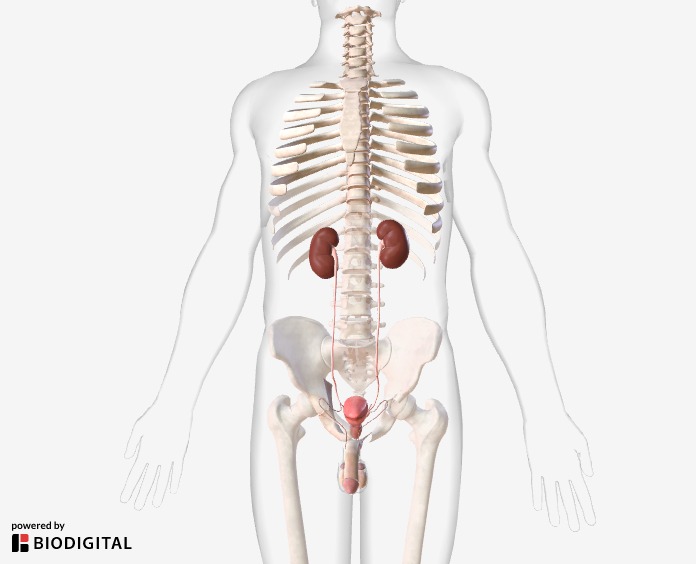 Preview of a 3D animation showing the organs of the male genitourinary system