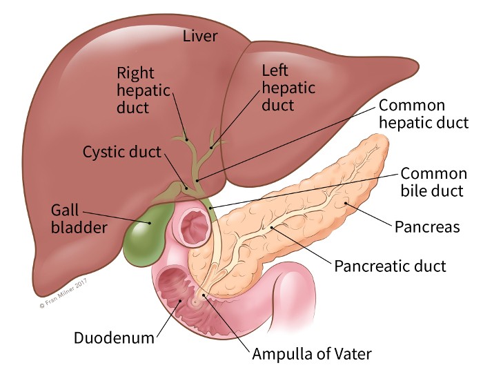 is papillary renal cell carcinoma hereditary