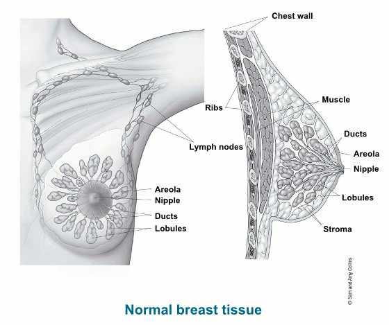 иллюстрация, показывающая анатомию груди спереди и сбоку / включает грудную стенку, мышцы, протоки, ареолу, сосок, дольки, строму, ребра и лимфатические узлы