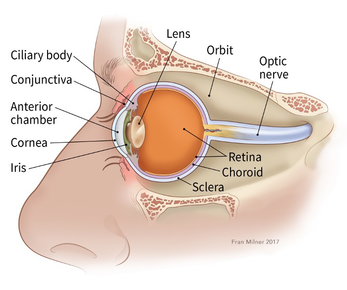 illustration showing parts of the eye including the conjunctiva, anterior chamber, cornea, lens, iris, ciliary body, orbit, optic nerve, chorid, retina and sclera