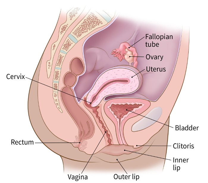 Body most sensitive part male the of 5 Sensitive