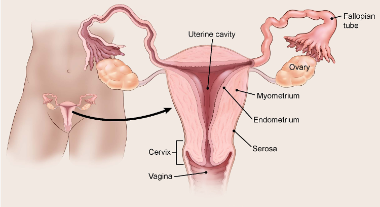 Endometrial cancer of the lymph nodes, High risk human papillomavirus icd 10