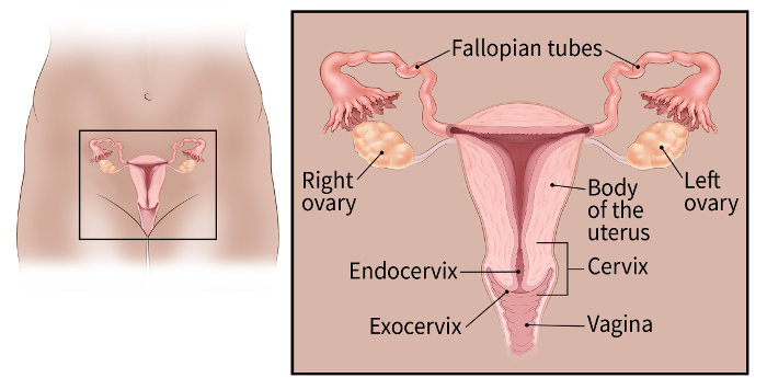 illustration showing the fallopian tubes, ovaries, body of uterus, vagina, exocervix, cervix and endocervix