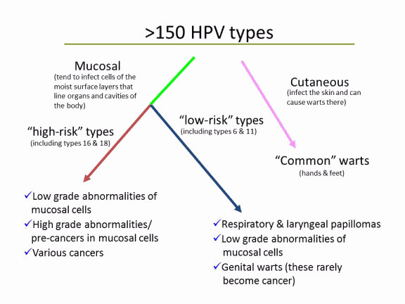 Диаграмма, показывающая типы ВПЧ по категориям.