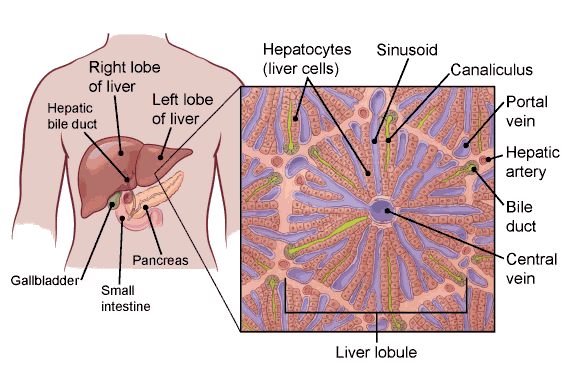 cancer hepatic cells)