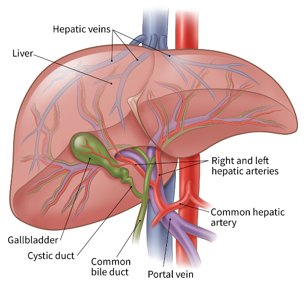 cancer in hepatic portal vein)