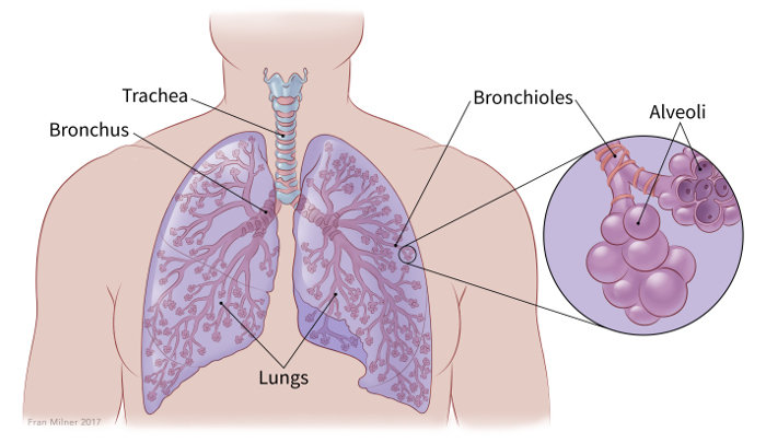иллюстрация, показывающая легкие по отношению к трахее, бронхам и бронхиолам с подробным описанием бронхиол, показывающих альвеолы