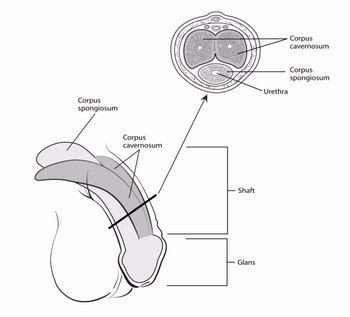 Shaft Of Penis